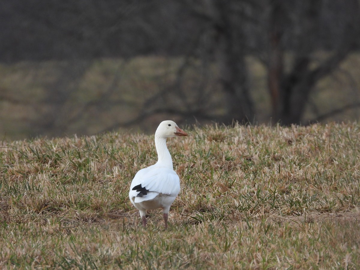 ハクガン - ML647181820