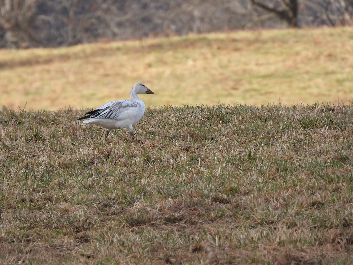 ハクガン - ML647181821