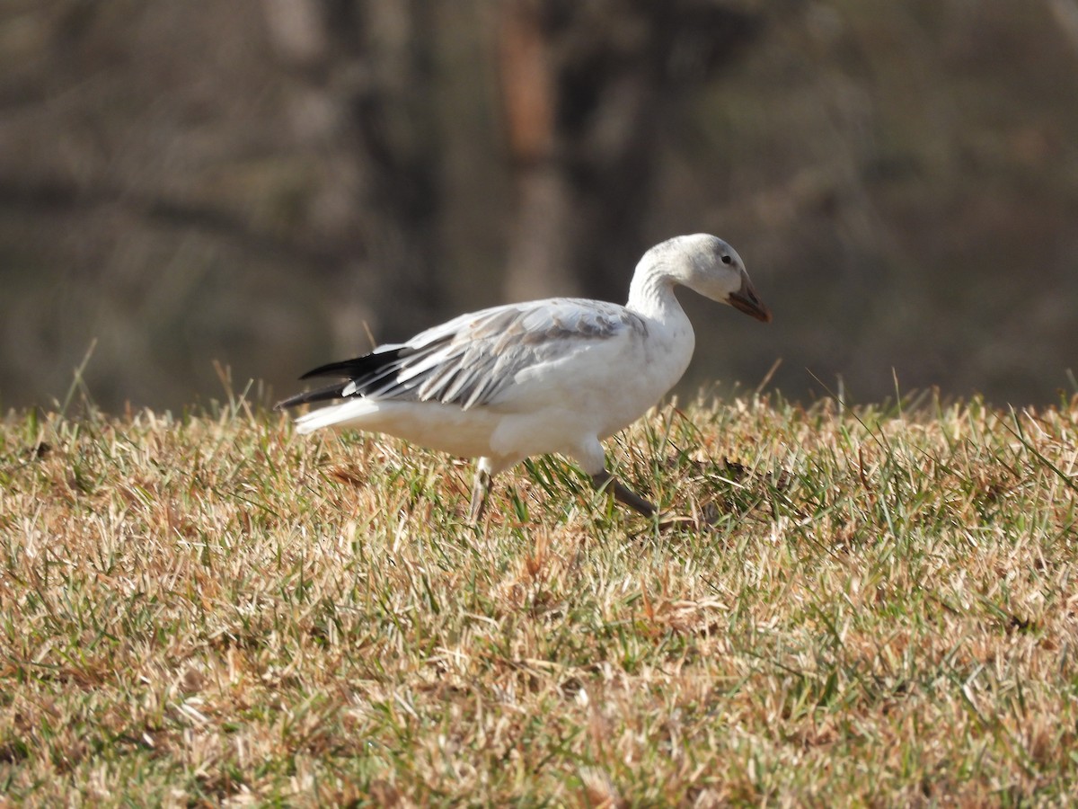 ハクガン - ML647181822