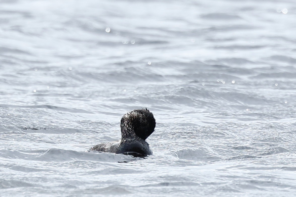 Лопастная утка - ML647181823