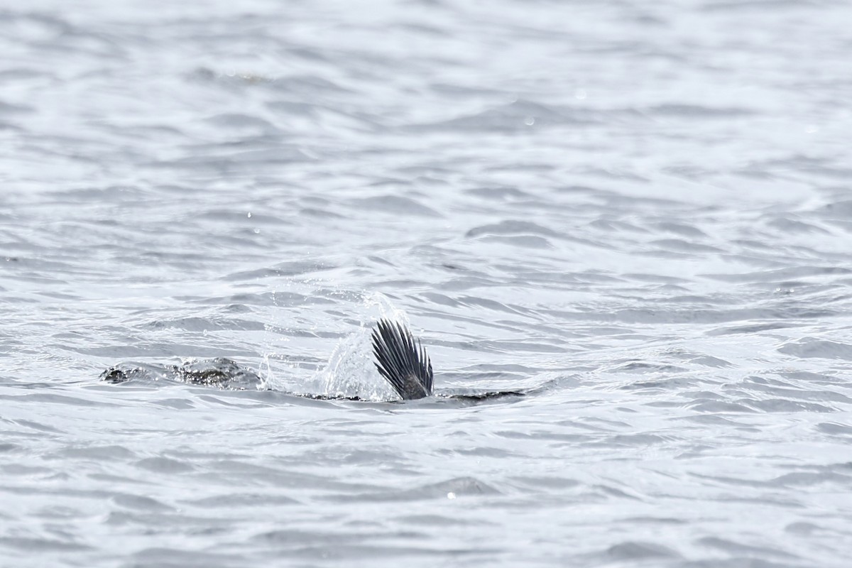 Лопастная утка - ML647181824