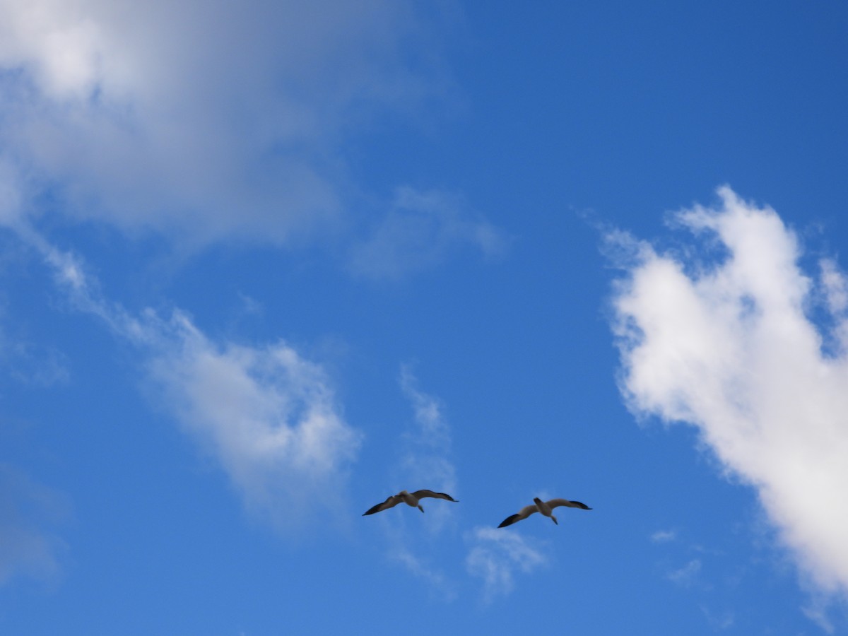 ハクガン - ML647181826