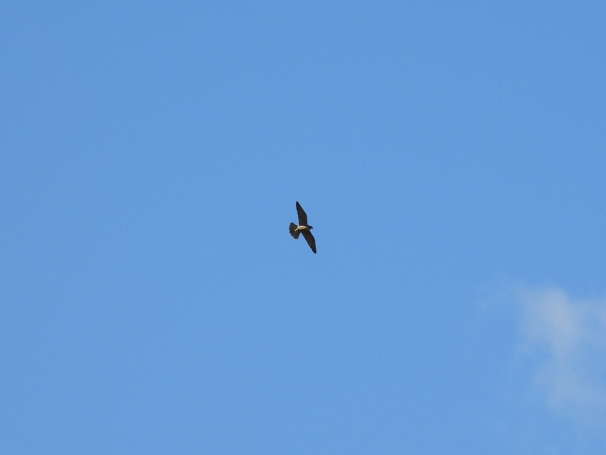 Peregrine Falcon - ML647181837