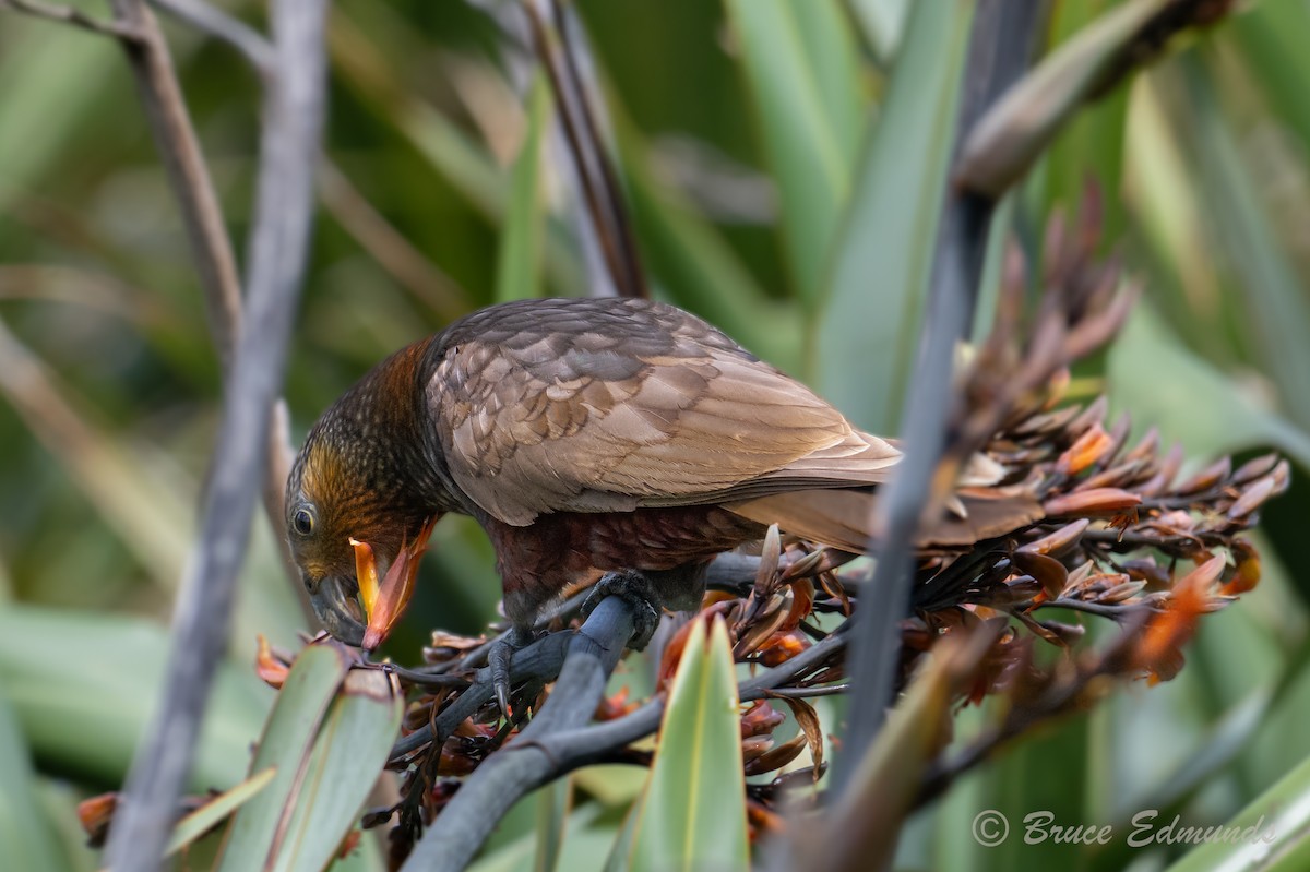 Нестор білоголовий - ML647181843