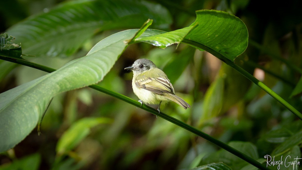 Slaty-capped Flycatcher - ML647181848