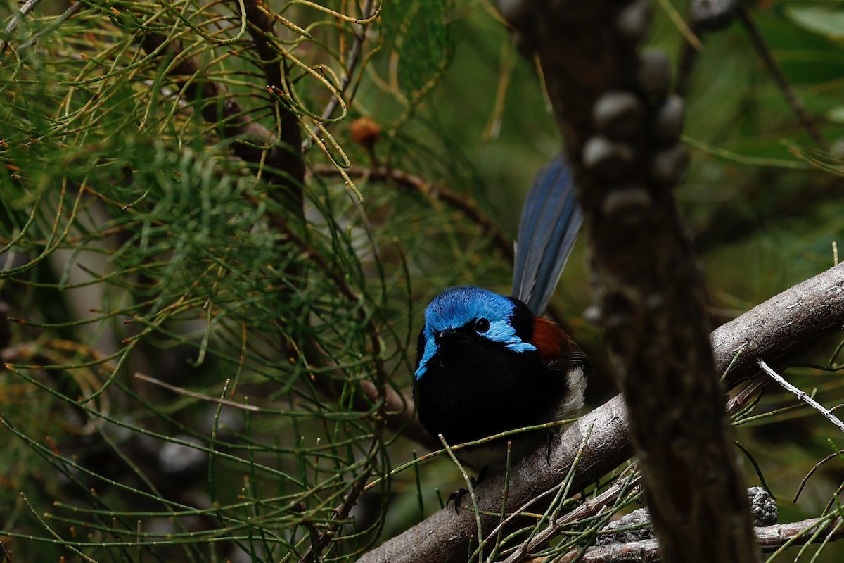 Red-winged Fairywren - ML647181850