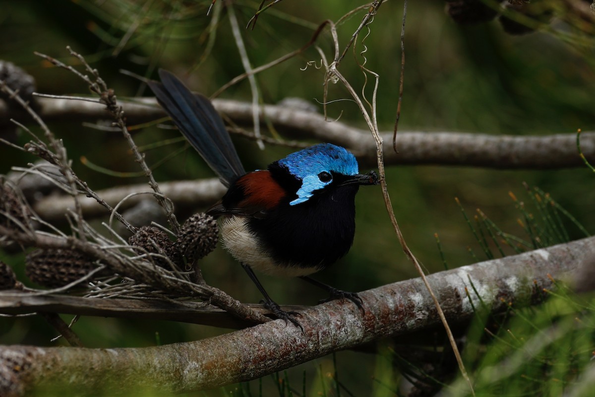 Red-winged Fairywren - ML647181851