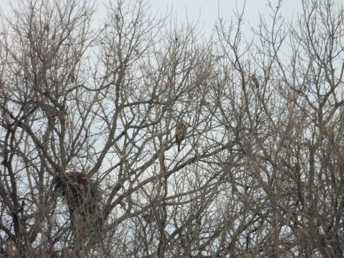 オオタカ - ML647181856