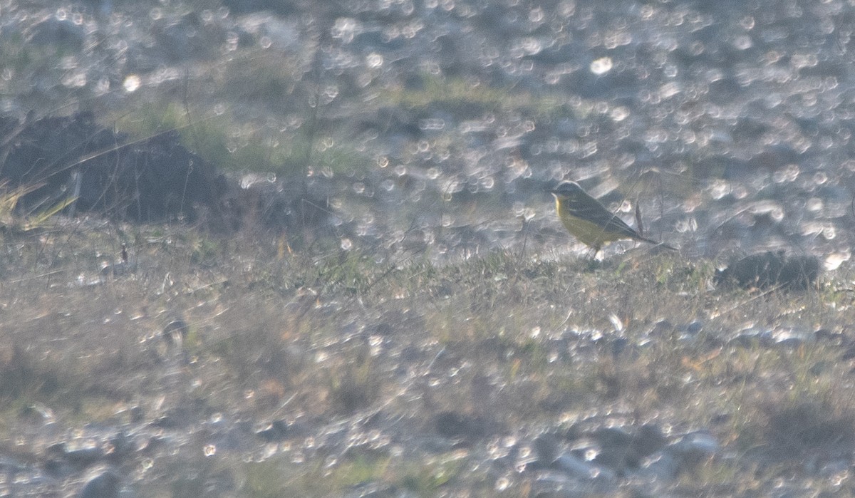 Western Yellow Wagtail (flava) - ML647181858