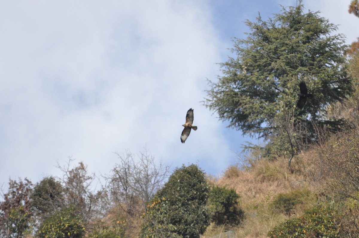 Himalayan Buzzard - ML647181881