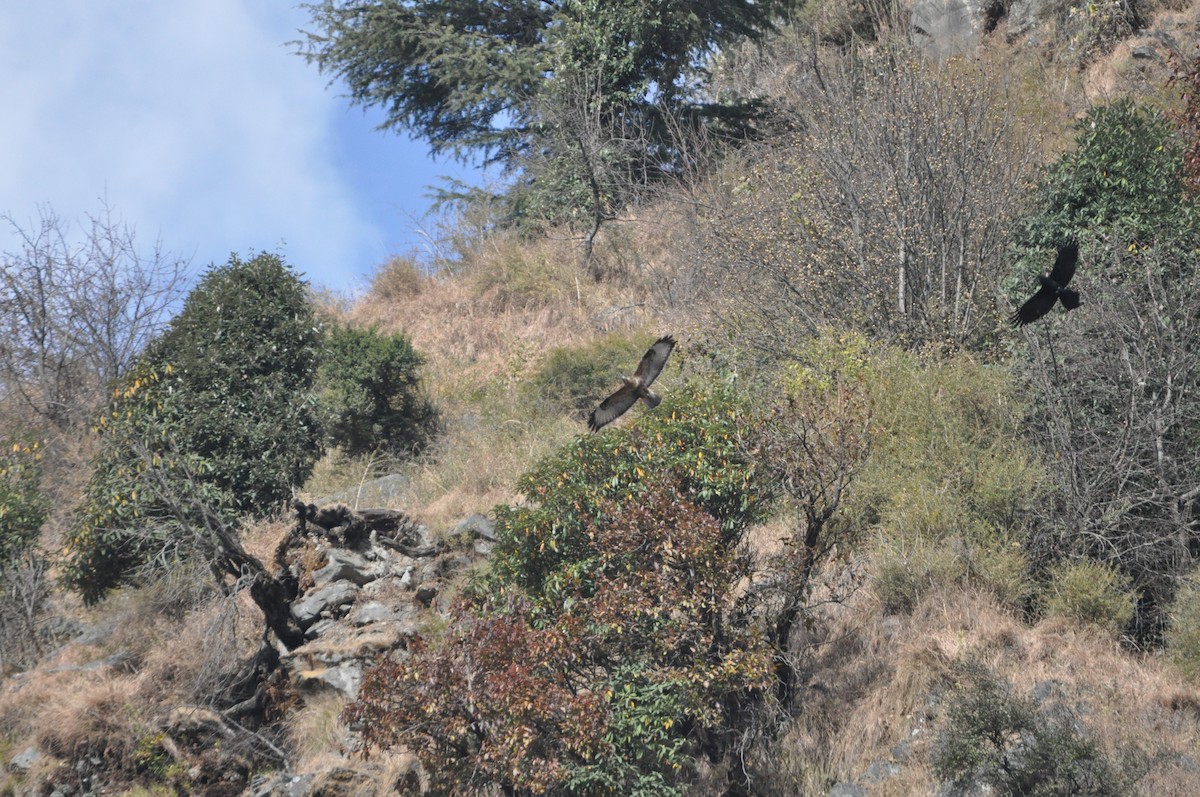 Himalayan Buzzard - ML647181882