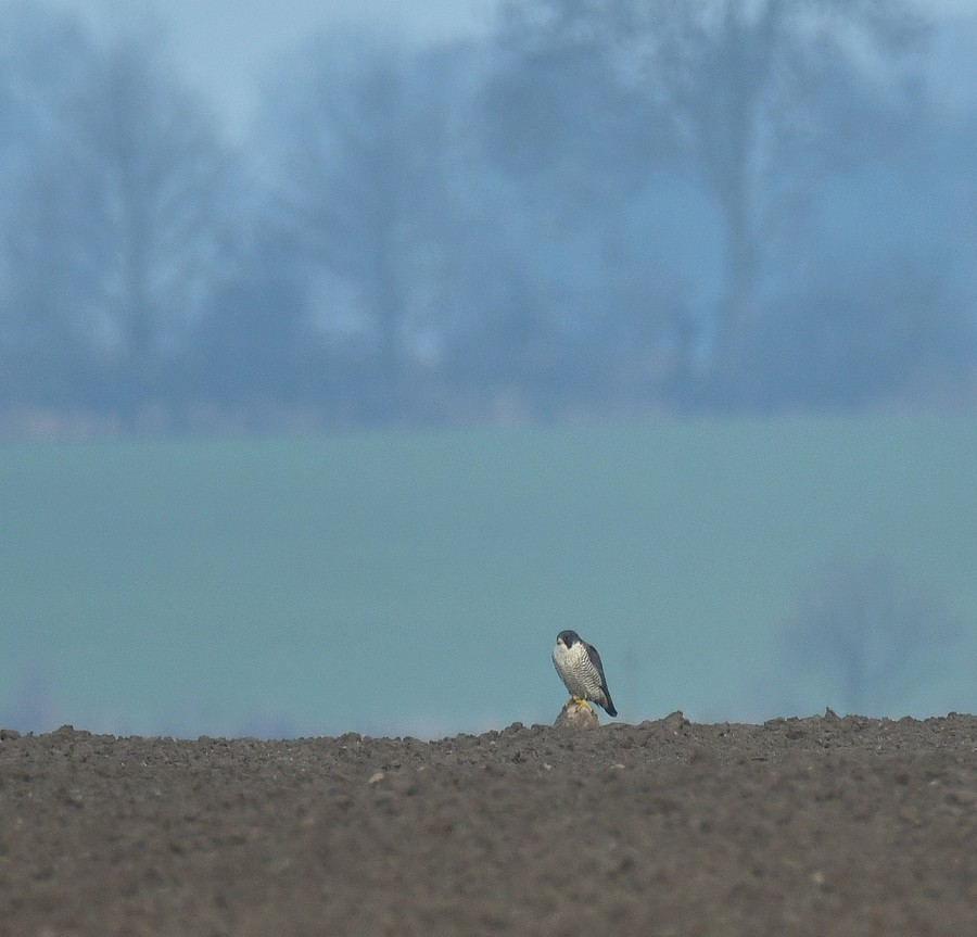 Peregrine Falcon - ML647181883