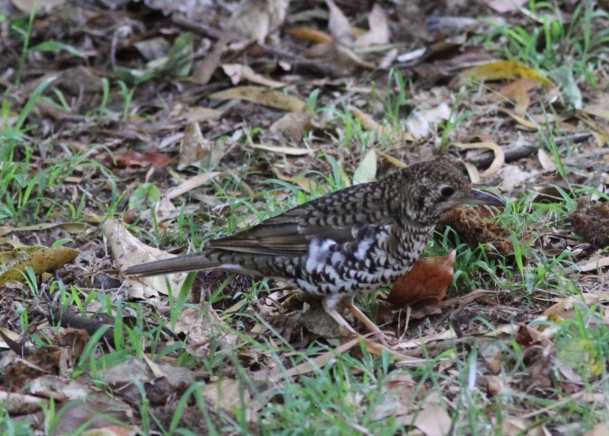 Sedefli Ardıç - ML647181884