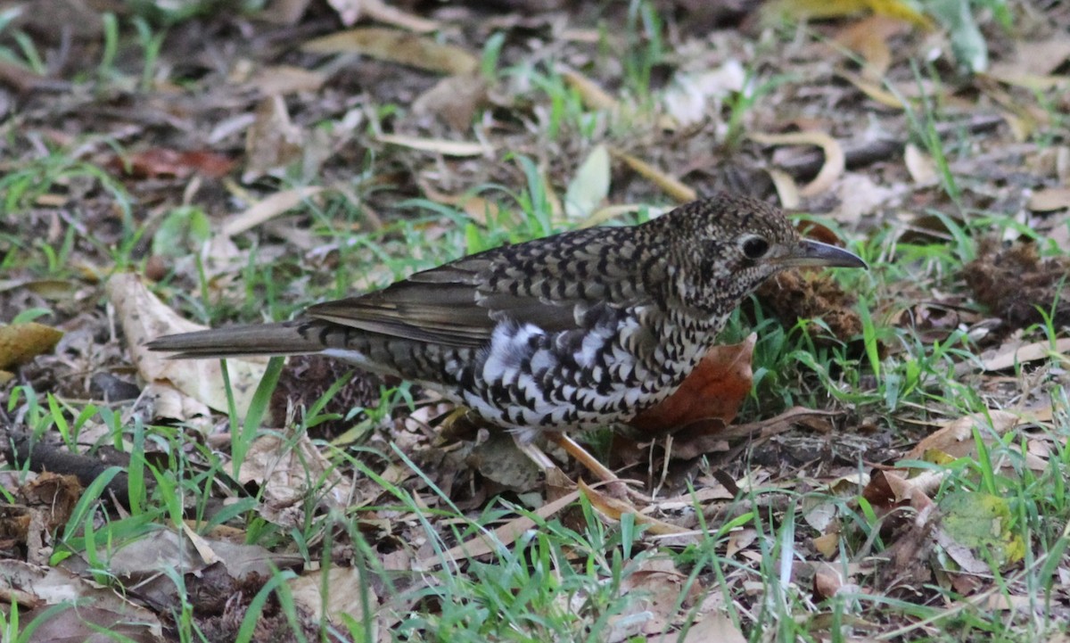 Sedefli Ardıç - ML647181885