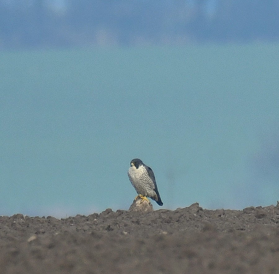 Peregrine Falcon - ML647181892