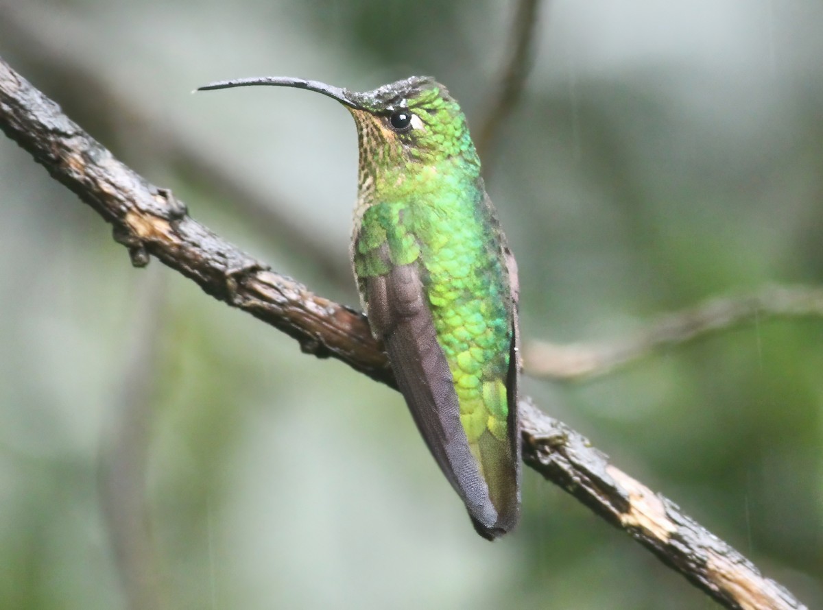 Mountain Velvetbreast - ML647181898