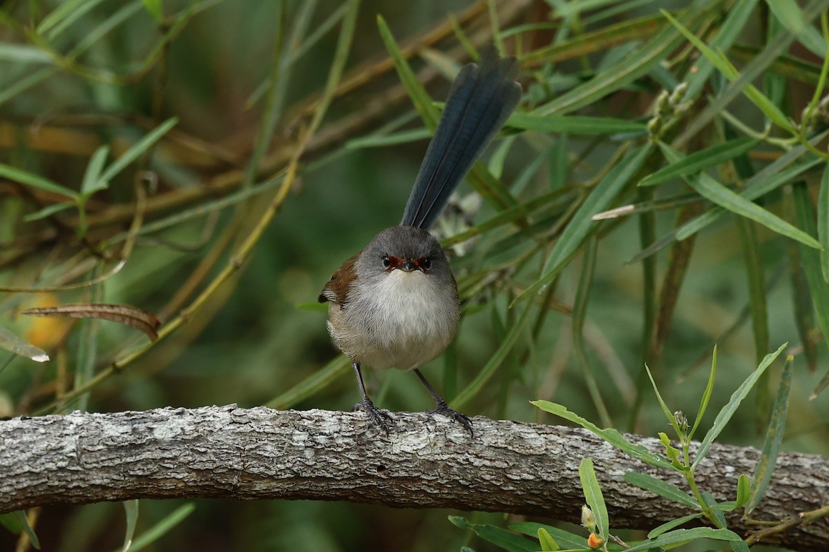 Red-winged Fairywren - ML647181899