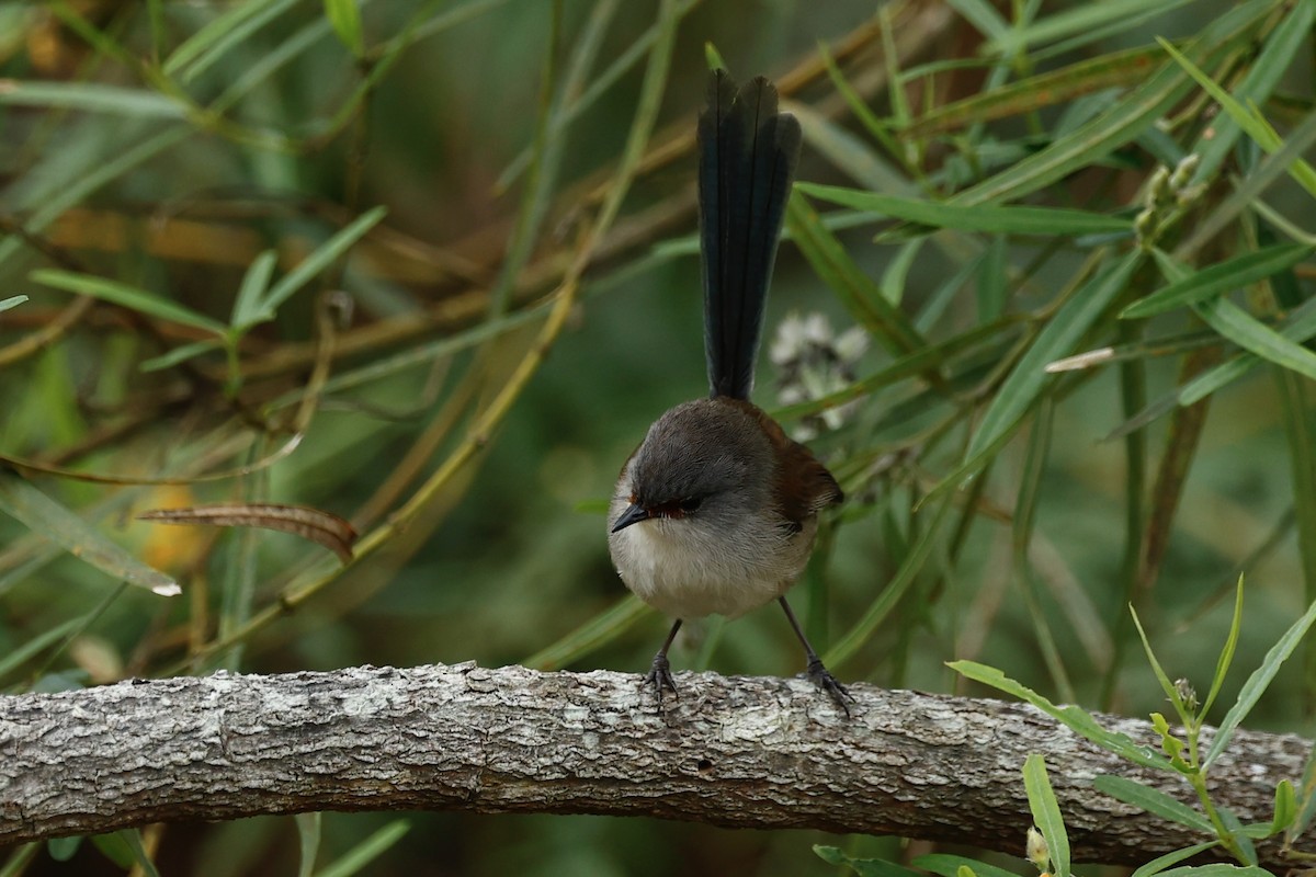 Red-winged Fairywren - ML647181900