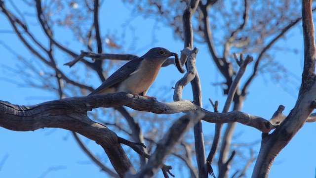 Fan-tailed Cuckoo - ML647181902