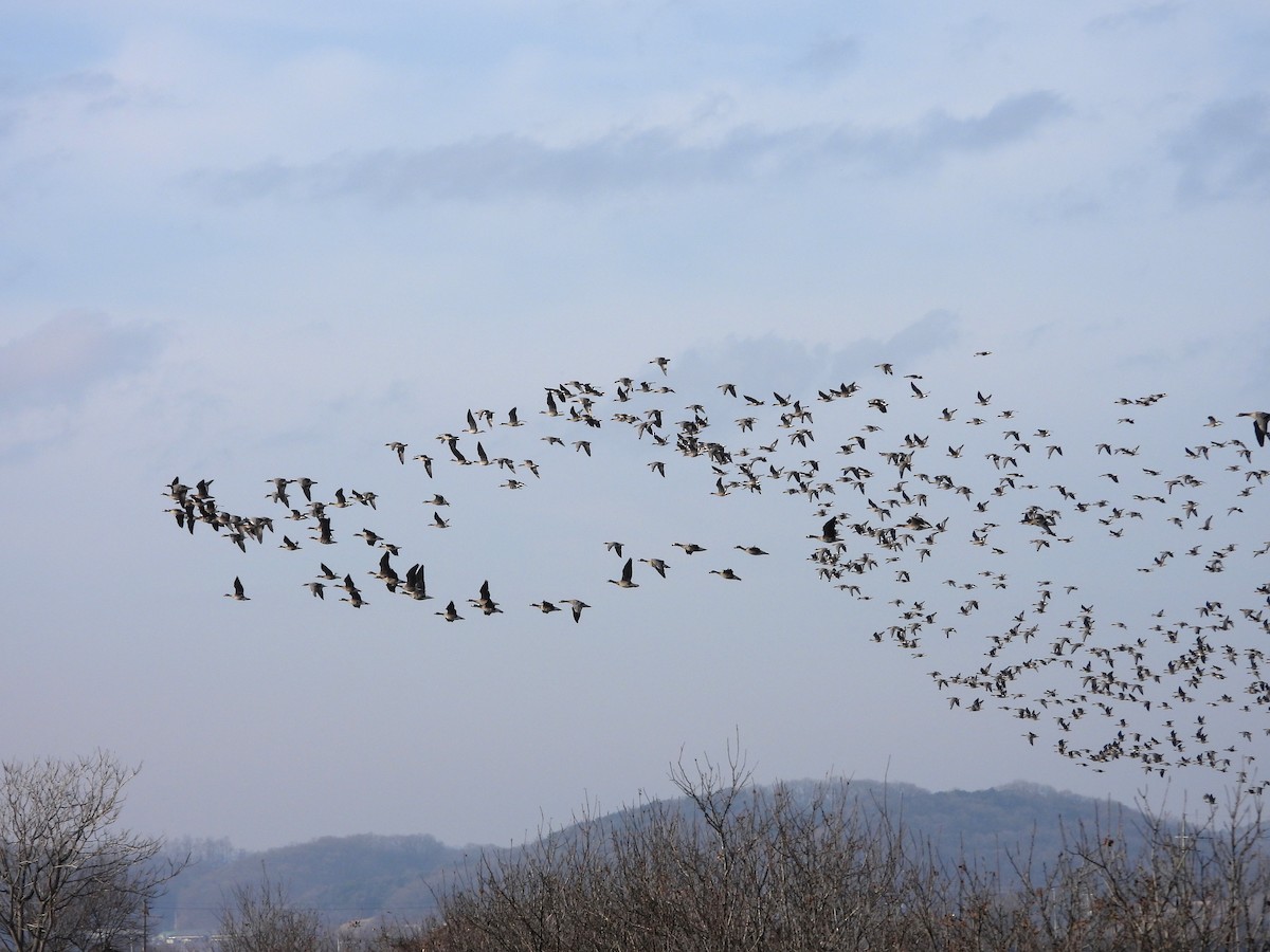 Greater White-fronted Goose - ML647181903
