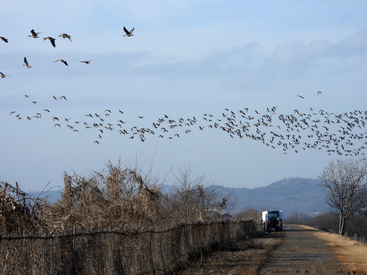 Greater White-fronted Goose - ML647181904