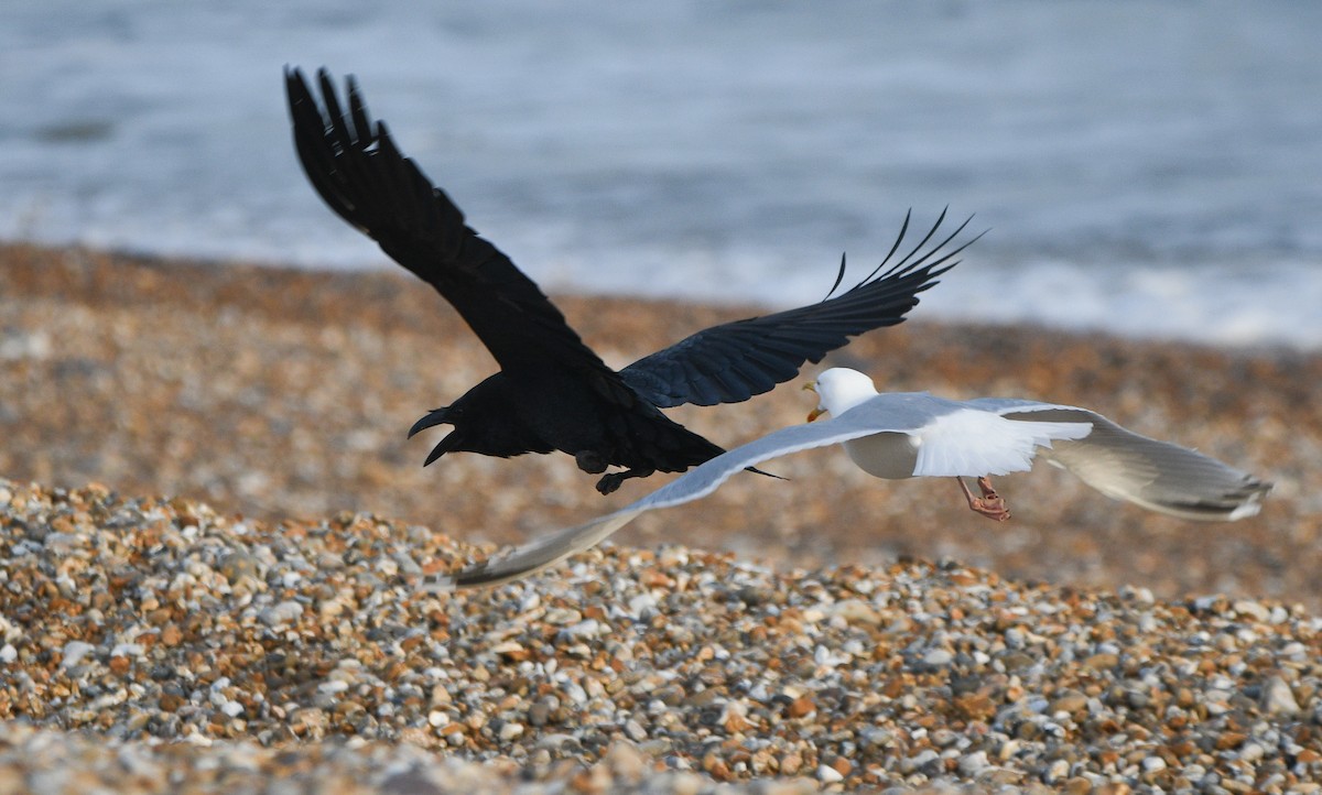 Common Raven - ML647181915