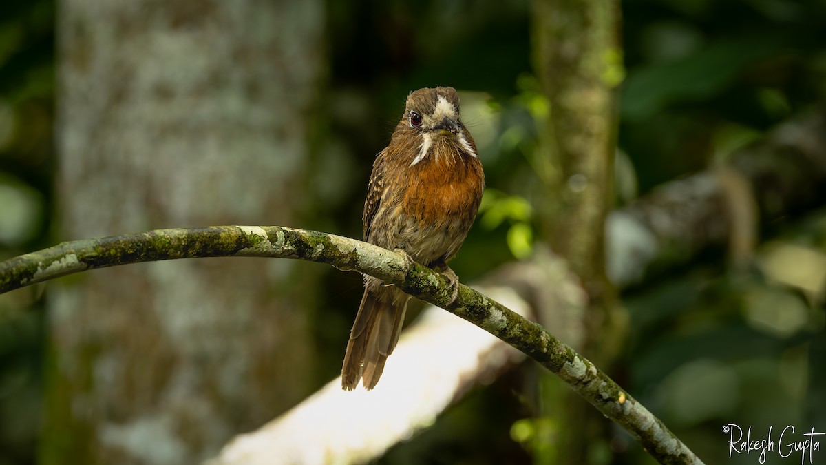 Moustached Puffbird - ML647181922