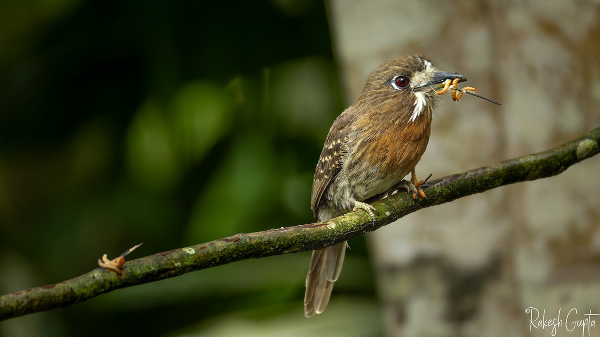 Moustached Puffbird - ML647181924