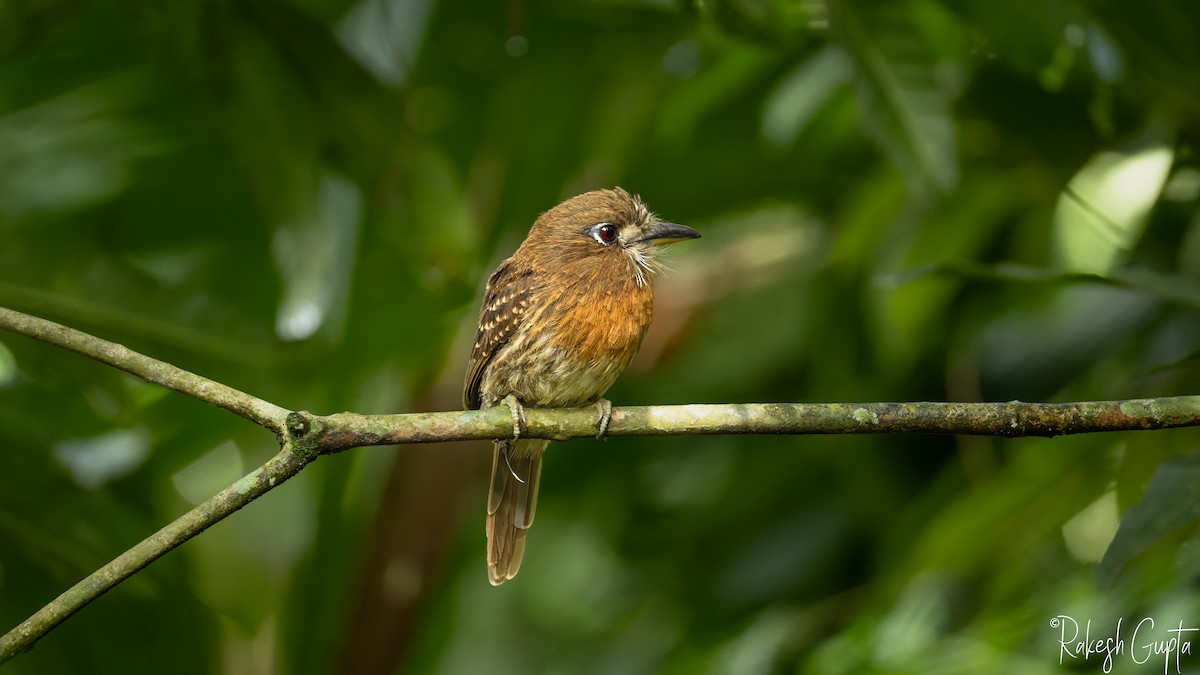 Moustached Puffbird - ML647181925