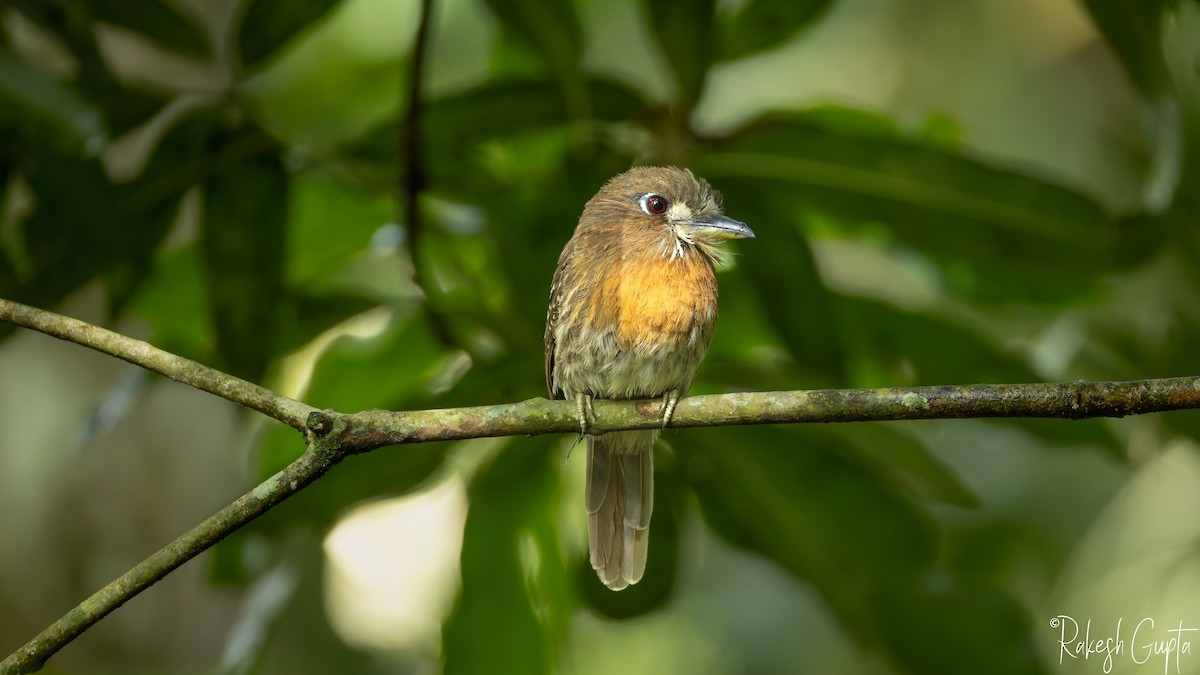 Moustached Puffbird - ML647181926