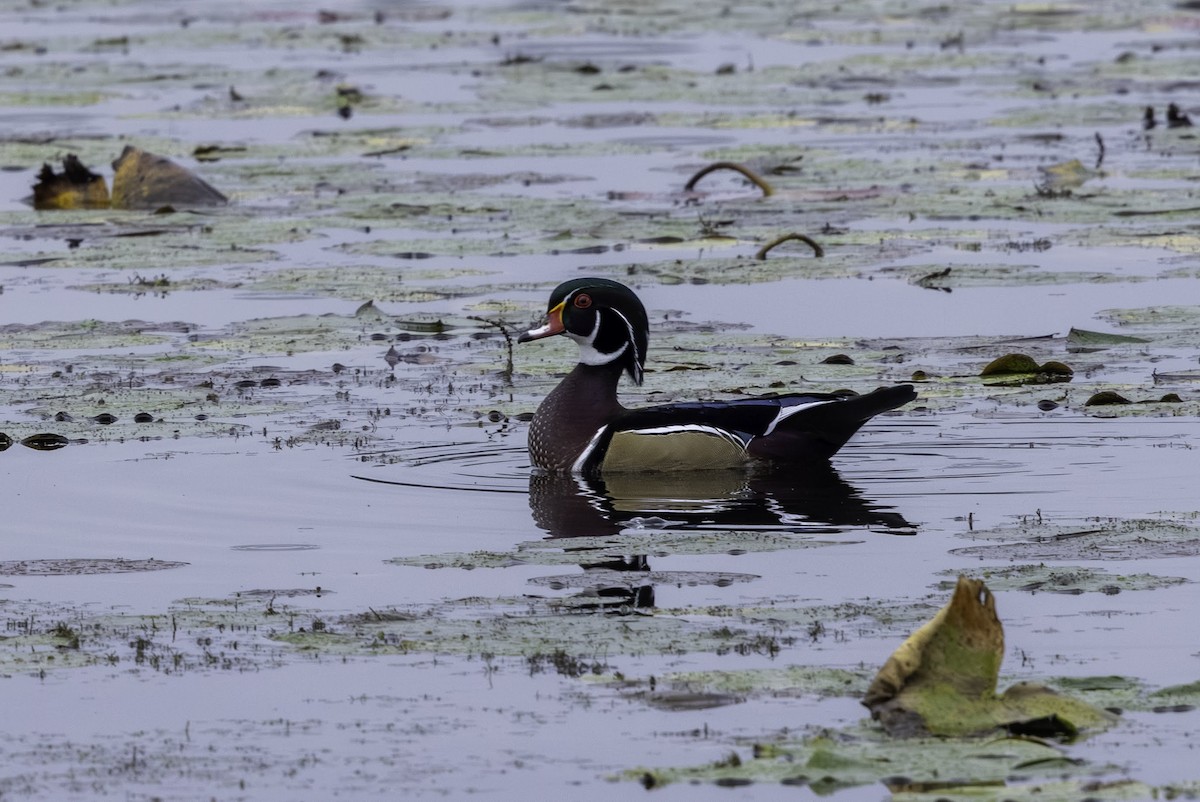 kachnička karolínská - ML647181930
