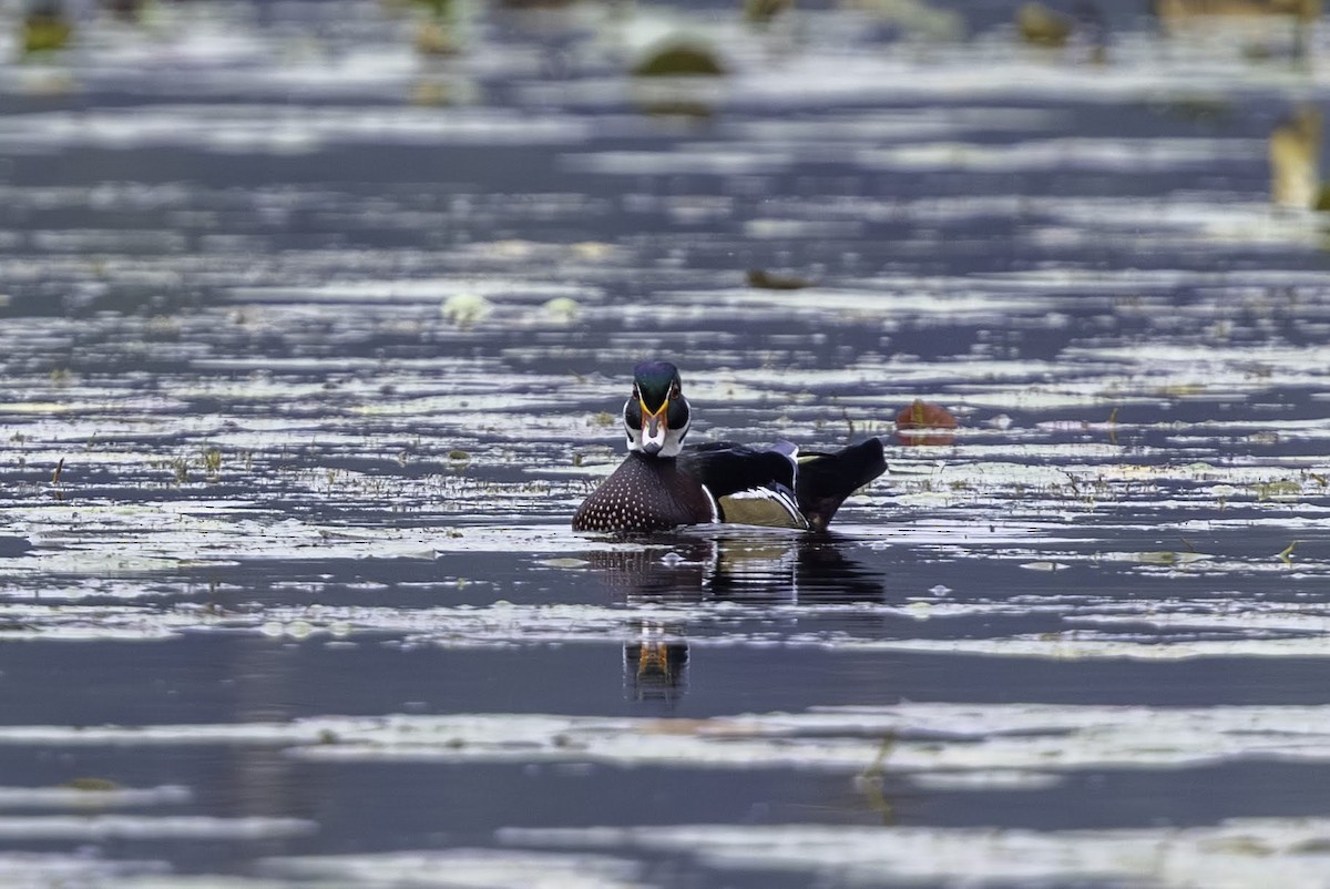 kachnička karolínská - ML647181934