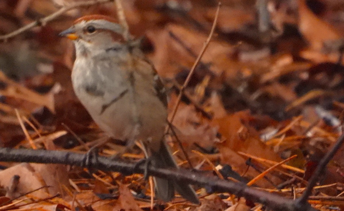 ムナフヒメドリ - ML647181936