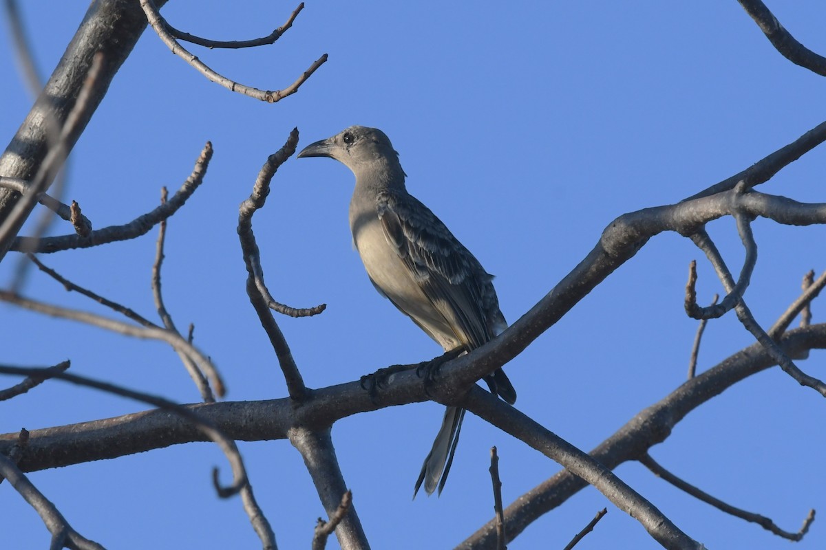 Большой беседочник - ML647181955
