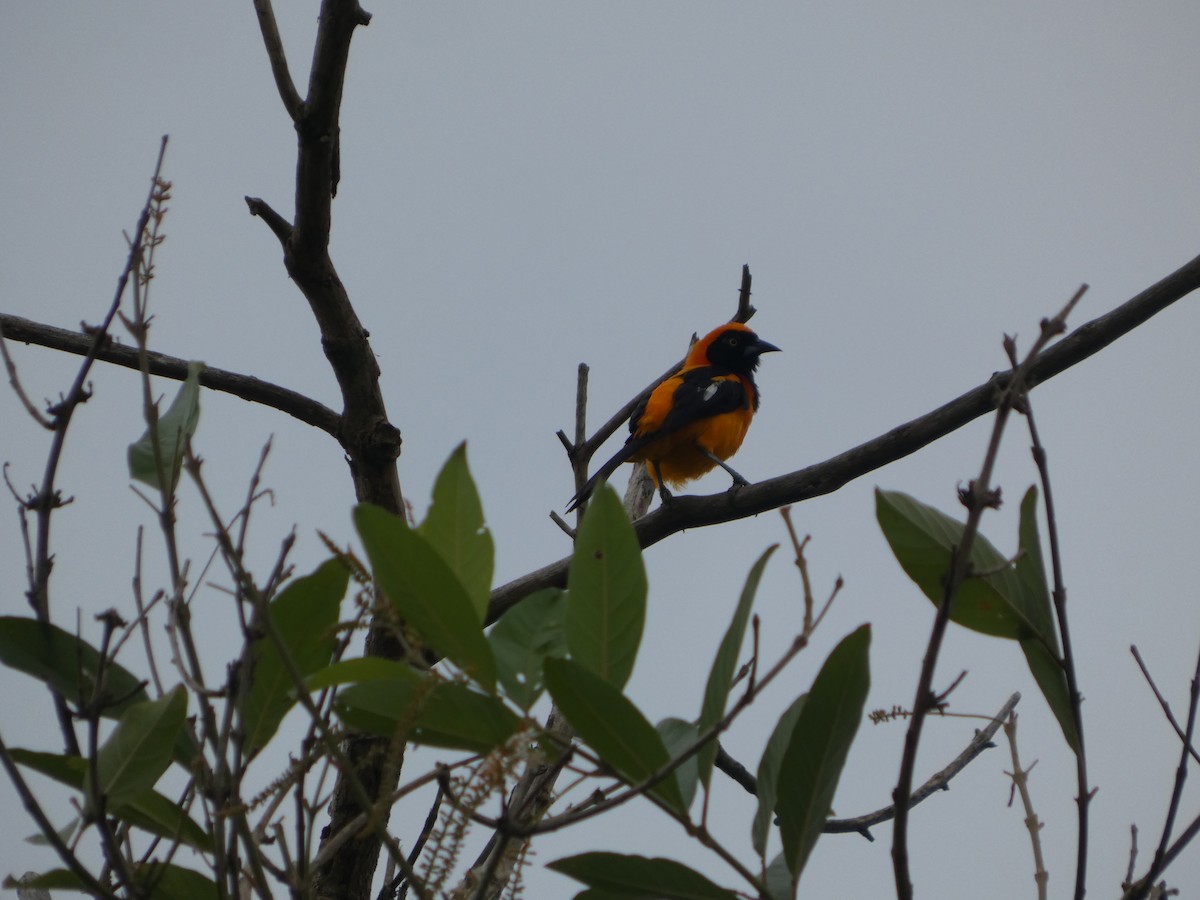 Orange-backed Troupial - ML647181963