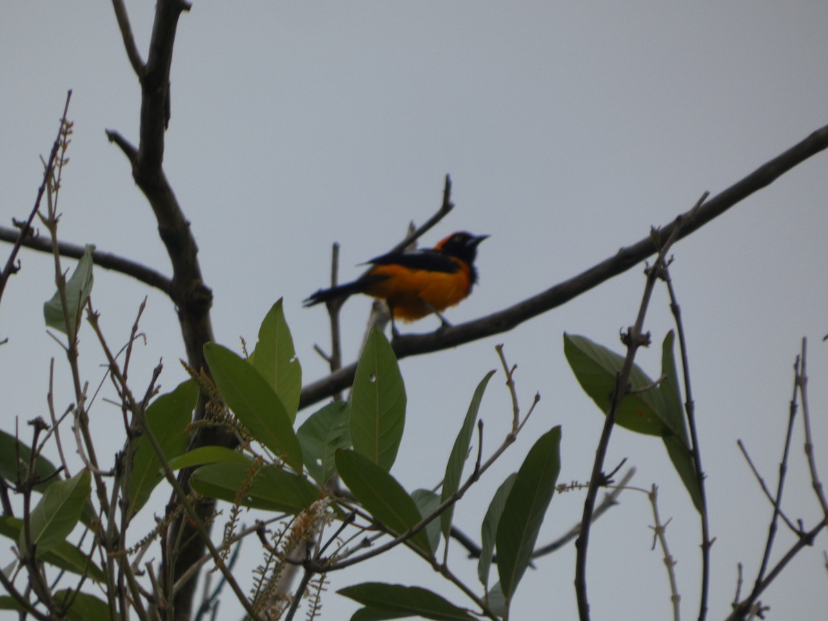 Orange-backed Troupial - ML647181964