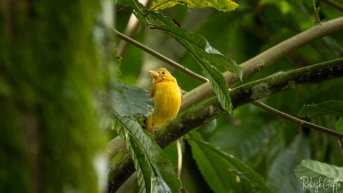 Summer Tanager - ML647181966