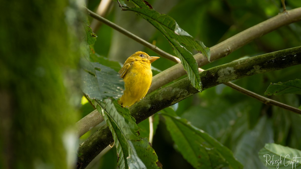 Summer Tanager - ML647181967