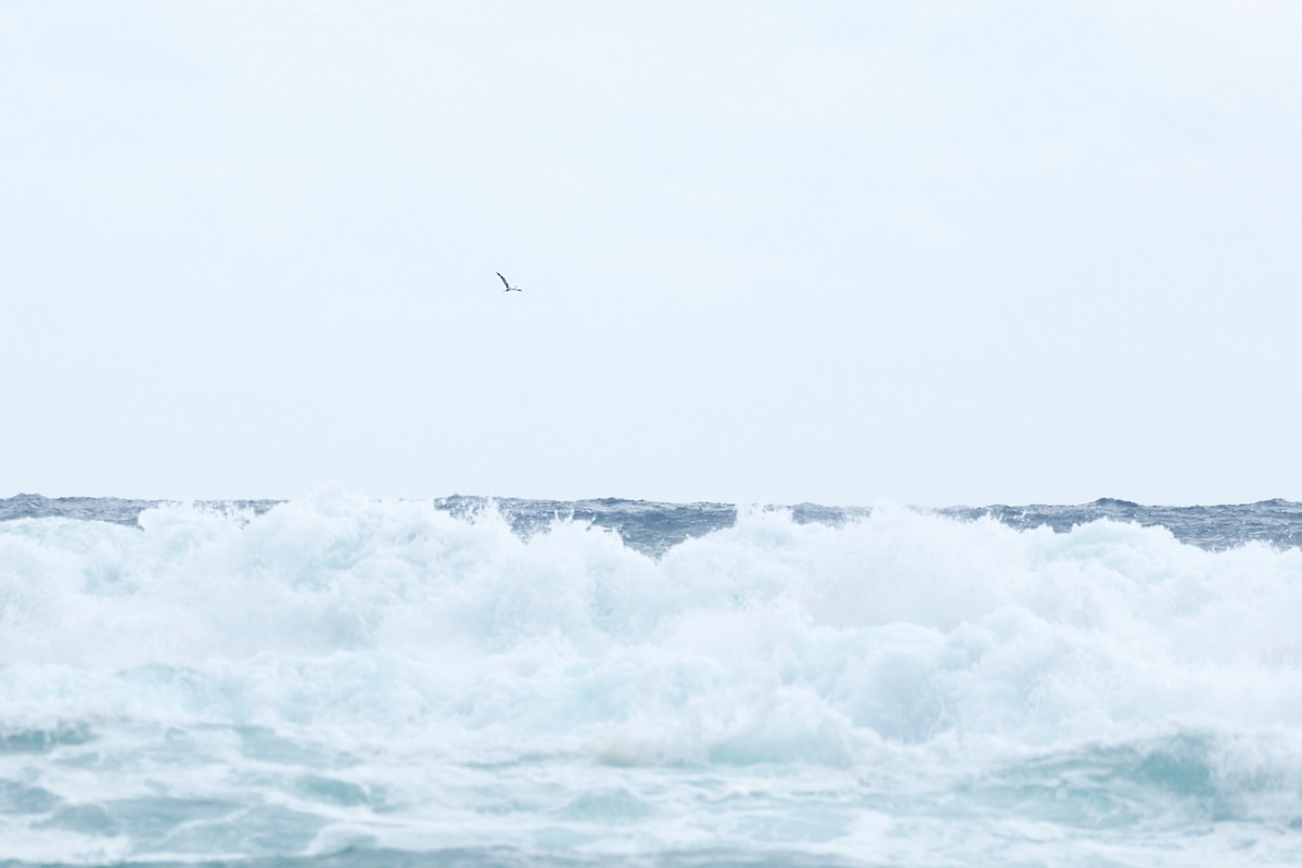 Australasian Gannet - ML647181968