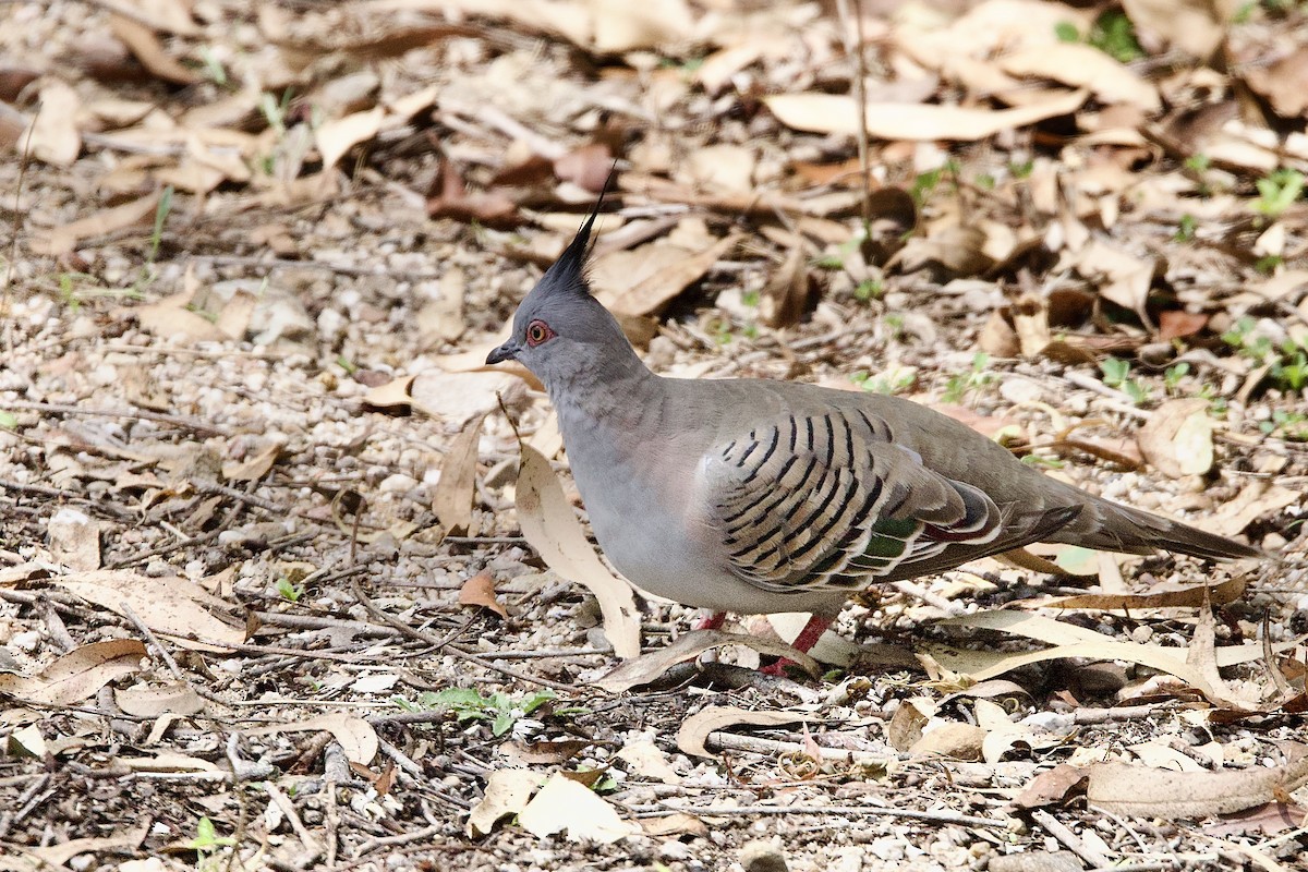 Spitzschopftaube - ML647181976