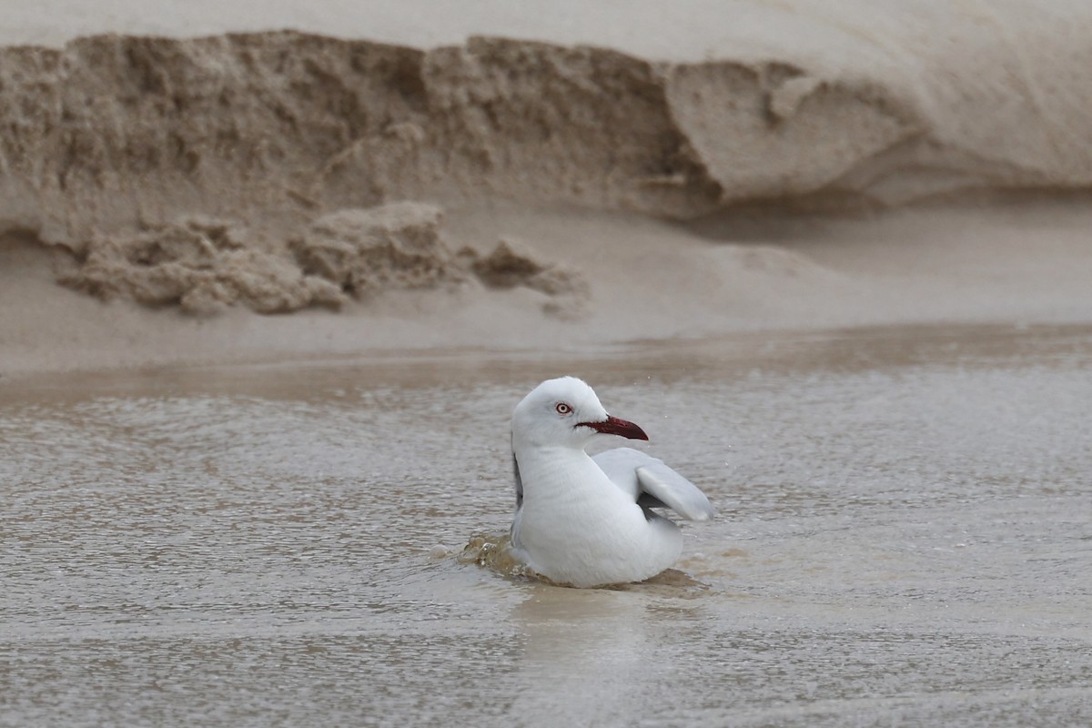 Silver Gull (Silver) - ML647181978