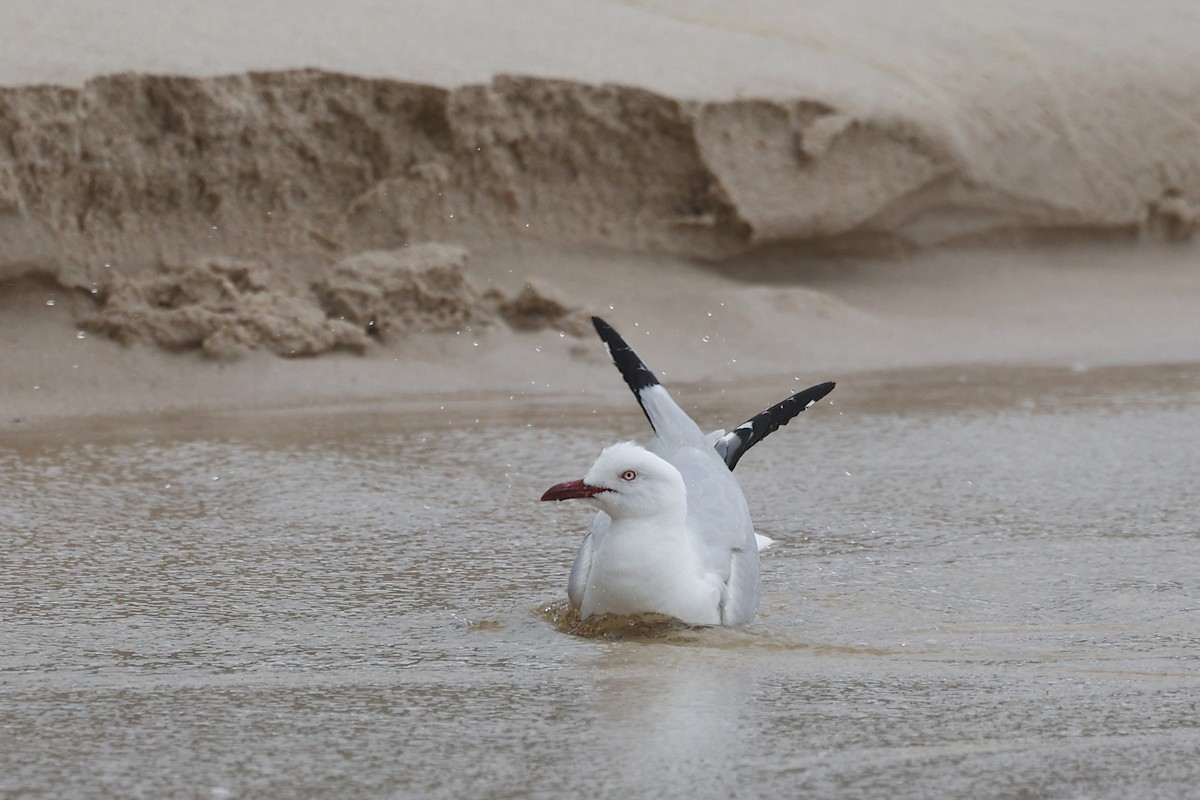 Silver Gull (Silver) - ML647181979