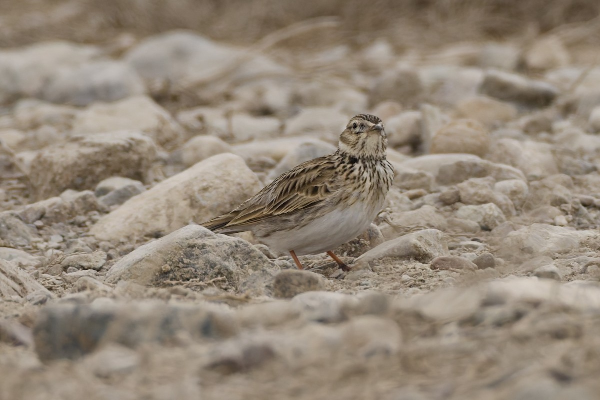 歐亞雲雀 - ML647181982
