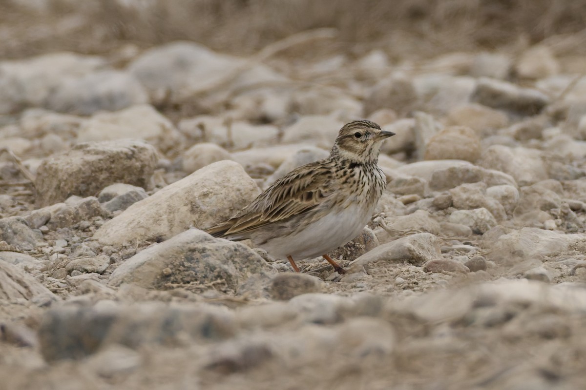 歐亞雲雀 - ML647181985