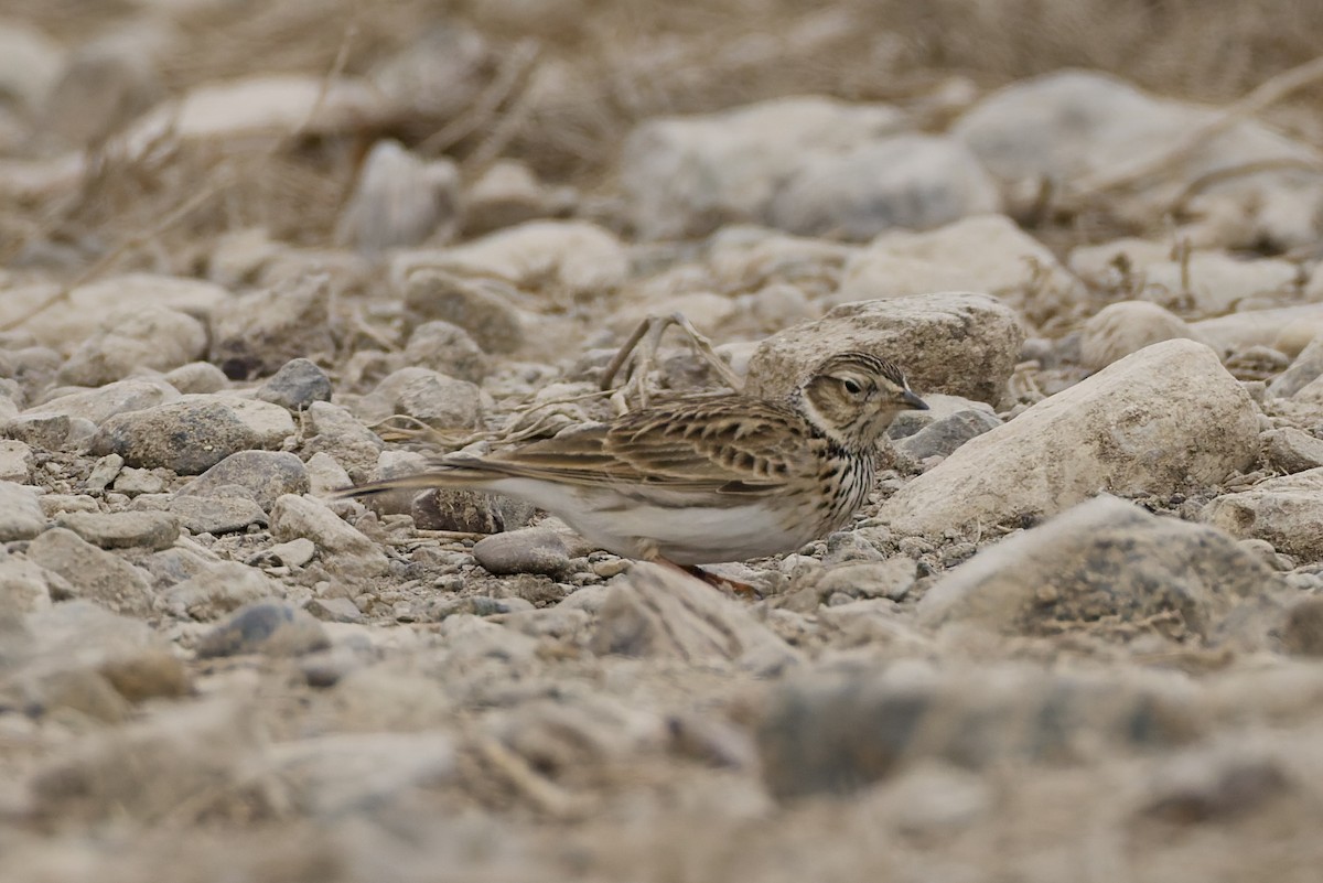 歐亞雲雀 - ML647181987