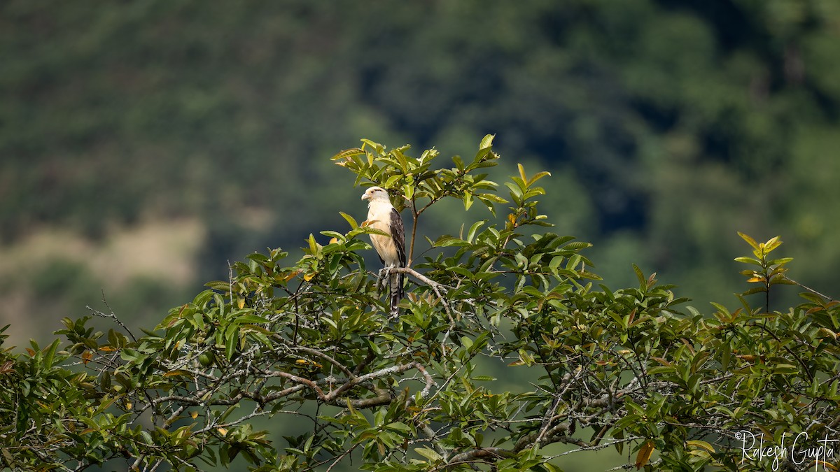 Yellow-headed Caracara - ML647182003