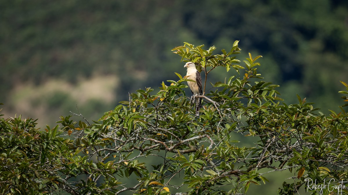 Yellow-headed Caracara - ML647182004