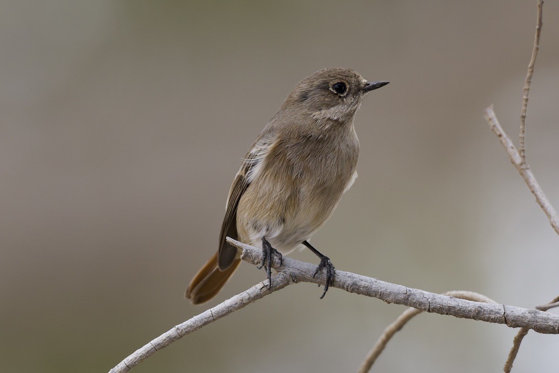Rufous-backed Redstart - ML647182013
