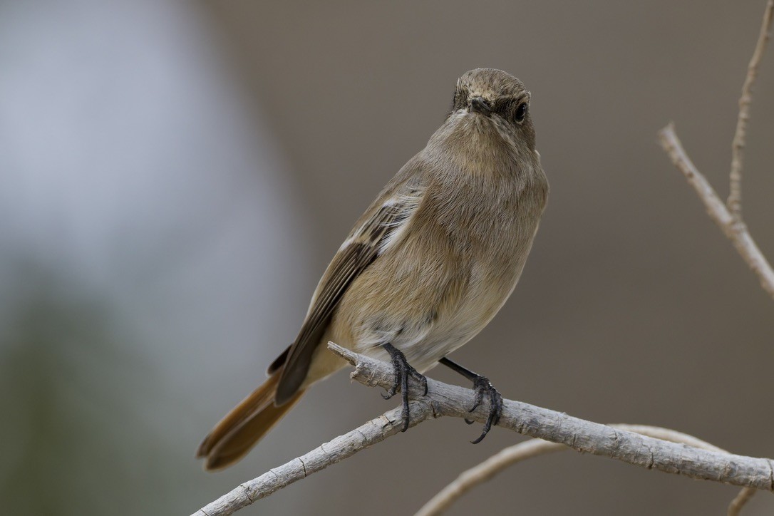 Rufous-backed Redstart - ML647182014