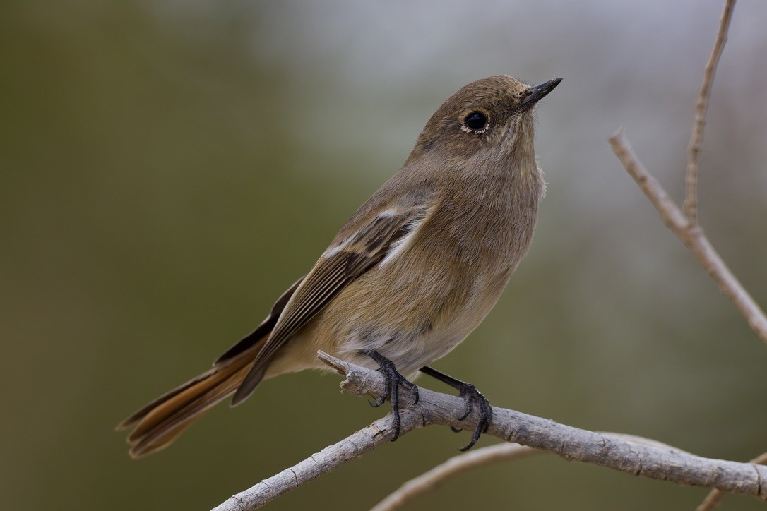 Rufous-backed Redstart - ML647182015